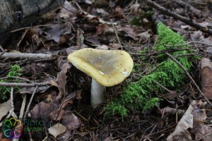 russula aeruginea (2) (1000 x 667).jpg_product_product